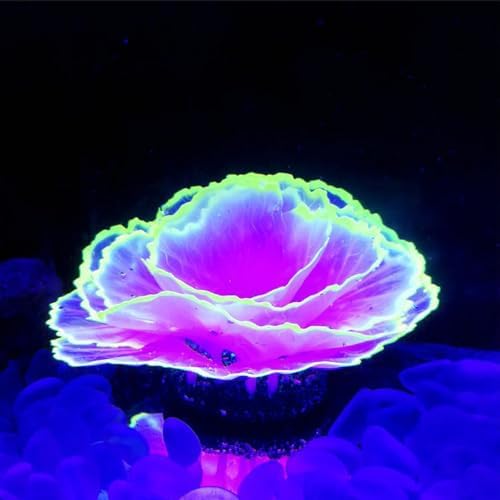 Besimple purple polyresin coral decor placed inside a clean freshwater fish tank setup.