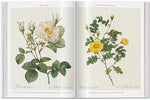 RedoutÃ©. Roses (Multilingual Edition) - Image 7