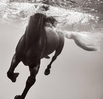 Untamed Spirits: Horses From Around the World - Image 4