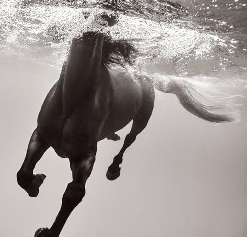 Untamed Spirits: Horses From Around the World - Image 4