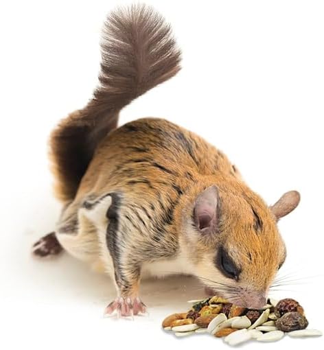 Exotic Nutrition imported premium squirrel food package back view