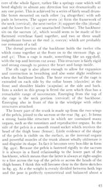 Anatomy and Perspective: The Fundamentals of Figure Drawing - Image 8