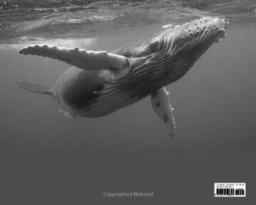 Beautiful Whale - Image 3
