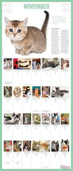 365 Kittens-A-Year Picture-A-DayÂ® Wall Calendar 2026: The World's Favorite Kitten Calendar - Image 5