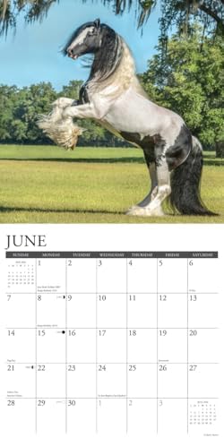Gypsy Vanner Horse 2026 Wall Calendar - Image 4