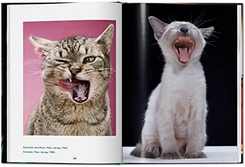 Walter Chandoha. Cats. Photographs 1942â€“2018 - Image 5