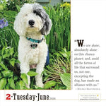 365 Dogs Page-A-DayÂ® Calendar 2026: The World's Favorite Dog Calendar - Image 5