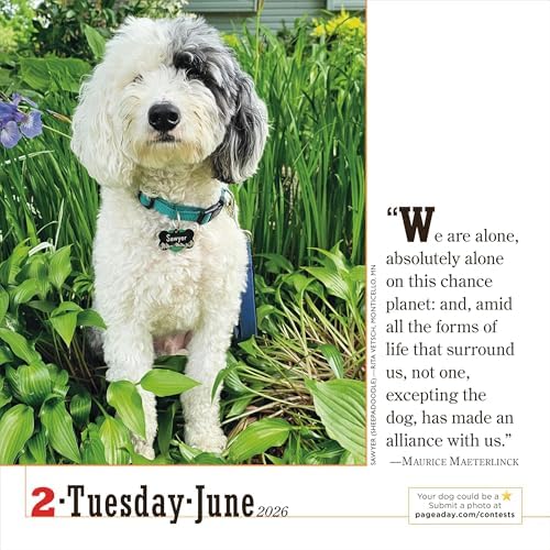 365 Dogs Page-A-DayÂ® Calendar 2026: The World's Favorite Dog Calendar - Image 5