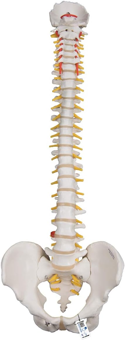 3B Scientific A59/1 Highly Flexible Human Spine Model 29.1 Height - Image 1
