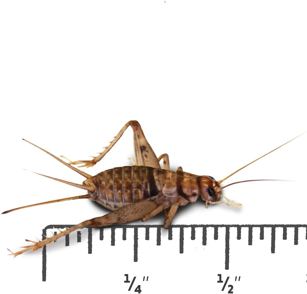 Josh's Frogs half inch banded crickets one thousand count container front view