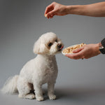 Single ingredient freeze dried salmon cubes for training rewards