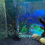 Weighted base of the Tfwadmx large artificial sea fan demonstrating underwater stability.