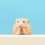 Exotic Nutrition papaya treat cubes being hand fed to a small pet for bonding.