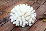 Realistic beach themed tabletop decorations using artificial coral ornaments
