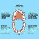 Jetec baby teeth storage set showing secure latch mechanism