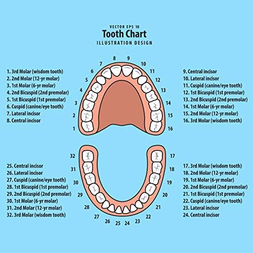 Jetec baby teeth storage set showing secure latch mechanism