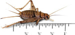 Josh's Frogs Banded Feeder Crickets 500 count package front view for reptile live food.