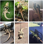 Close up of soft leather harness and durable nylon leash for lizards