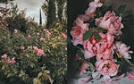 The Flowers of Provence - Image 7