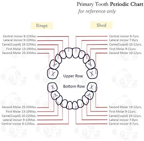 High quality wooden craftsmanship details of Pambo baby tooth box
