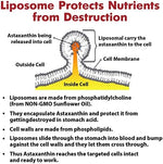 Osasuna anti aging antioxidant bottle highlighting non GMO and gluten free certifications