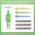 Authentic Nature Whisper dietary supplement bottle packaging for focus and vitality.