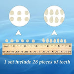 Detail of synthetic resin tooth shapes for dental education