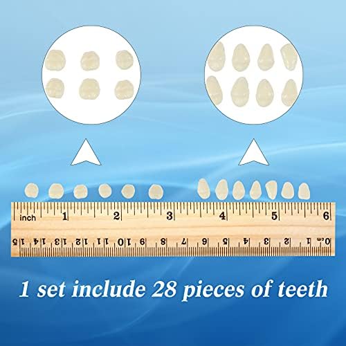 Detail of synthetic resin tooth shapes for dental education