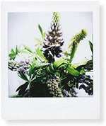 Fujifilm square film 100 exposures retail pack showing direct compatibility with SQ1 cameras