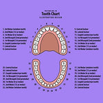Close up of Jetec baby tooth holder EVA foam interior
