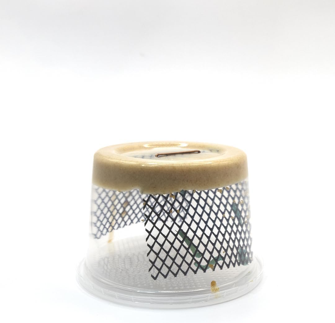 Nutrient rich reptile feeder cup with green hornworms feeding on protective chow at the top.