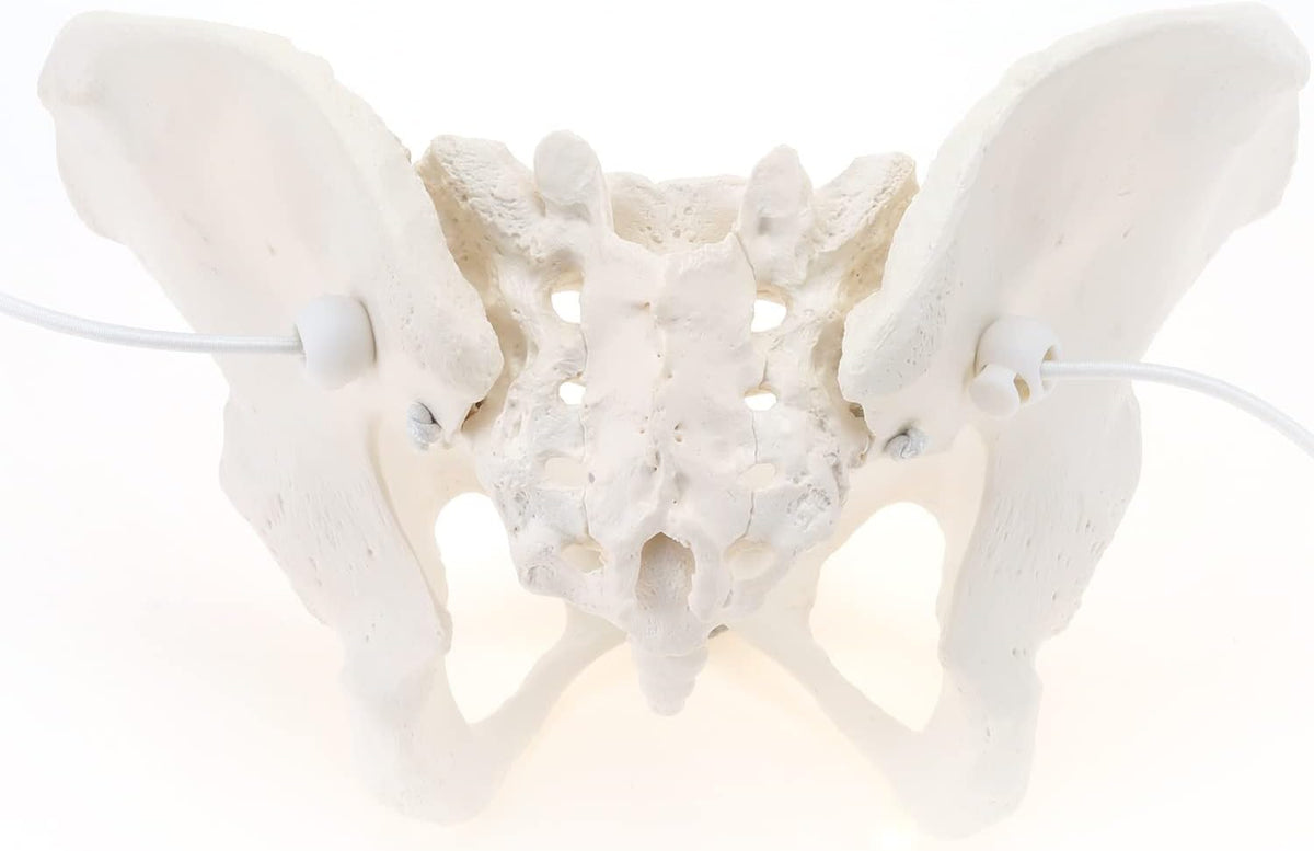 LYOU flexible female pelvis model showing sacrum and coccyx