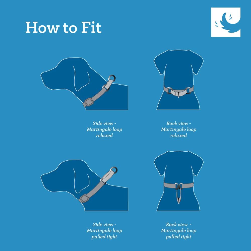 RC Pet Products all webbing collar hardware view