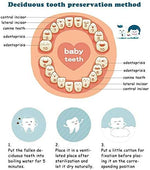 Detailed view of baby teeth compartments in wooden box