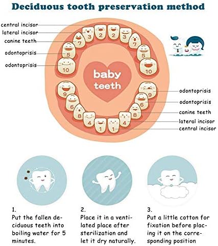 Detailed view of baby teeth compartments in wooden box