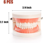 Zenfun plastic mouth model showing 180 degree open jaw