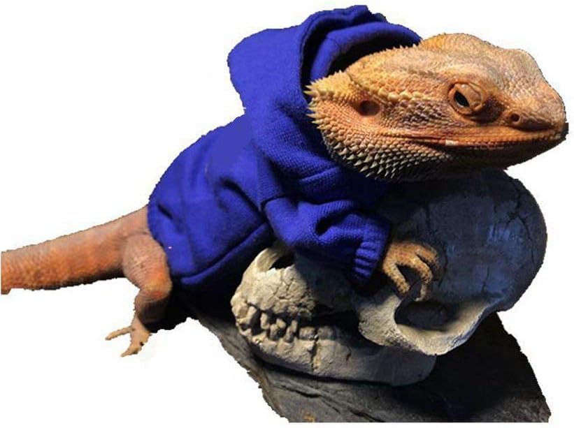 HAICHEN TEC imported reptile clothes on a lizard for party wear style
