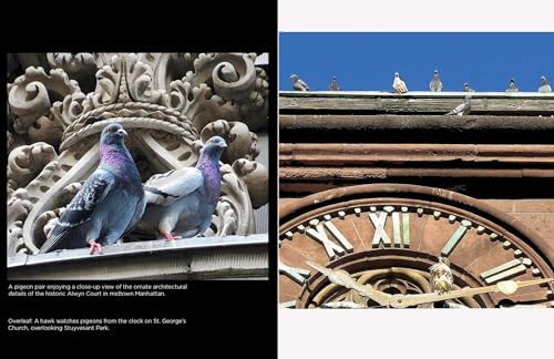 The New York Pigeon - Image 5