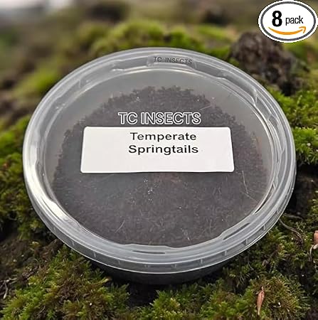 DBDPet Live Springtail Temperate Culture eight ounce container front view bioactive terrarium cleanup crew.