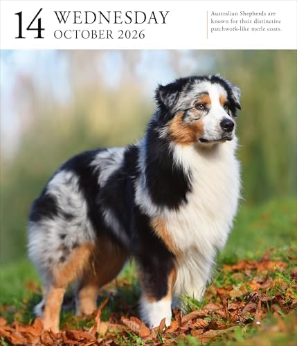 Dog Page-A-DayÂ® Gallery Calendar 2026: An Elegant Canine Celebration - Image 5