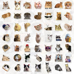 Close up of high quality vinyl meme cat decals