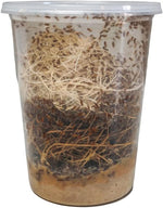 Side view of live insect food container showing healthy culture development