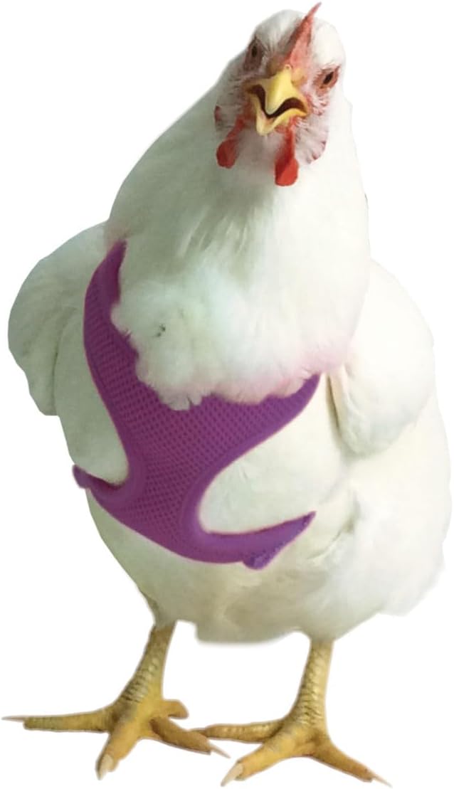 Valhoma chicken harness front view purple small mesh pet vest