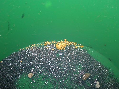 Panning raw gold paydirt at home