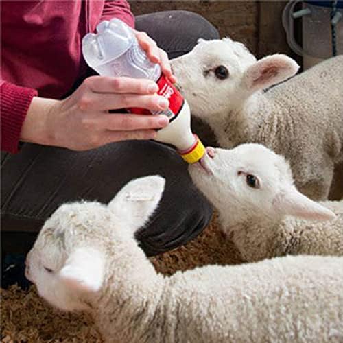 Silicone lamb feeding nipple attached to a standard plastic soda bottle