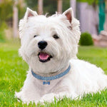 SUPVOX sparkling diamond puppy chain necklace metal clasp detail
