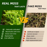 Fresh live moss kit for miniature bonsai landscaping