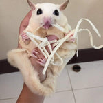 All natural dehydrated ribbon fish strips for exotic small pets side view.