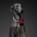 Sheens pet accessory strap design illustrating how to adjust the collar size