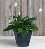 Root and Vessel Ella 12 inch planter side angle display